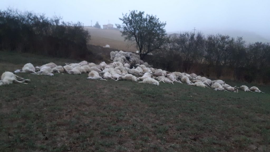Attacco dei predatori, è strage di pecore: trovati morti centinaia di capi