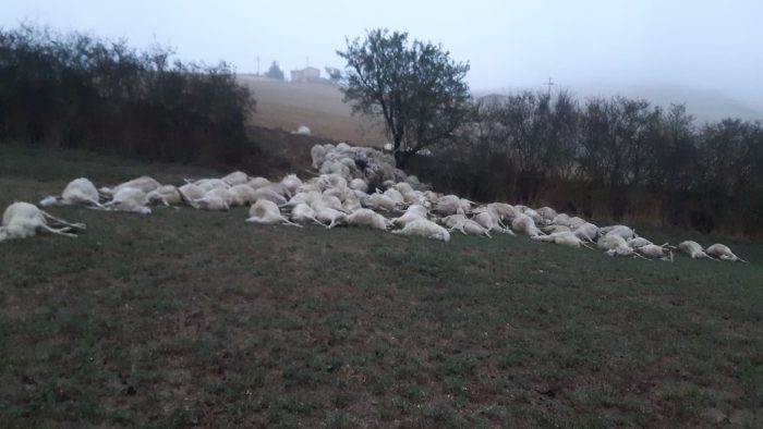 Attacco dei predatori, &egrave; strage di pecore: trovati morti centinaia di capi
