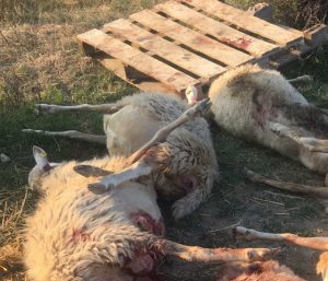 Nuovo assalto notturno dei lupi, strage nel gregge