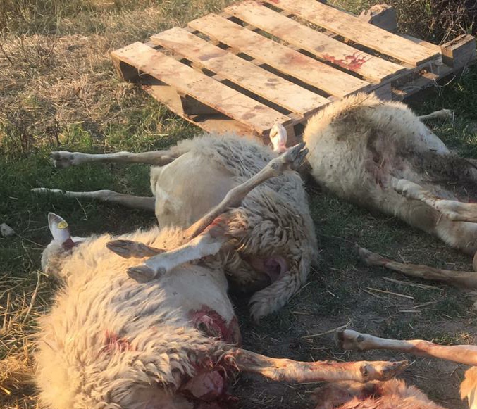 Nuovo assalto notturno dei lupi, strage nel gregge
