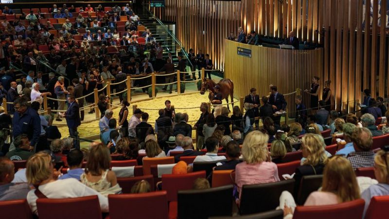 Cavalla senese comprata dal principe Al Thani del Quatar