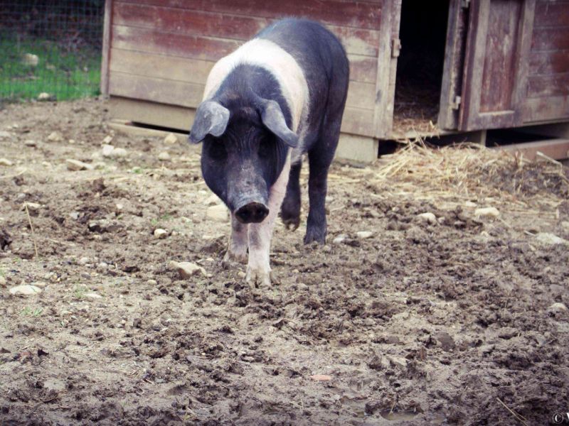 Senia, il maiale salvato dalla Polizia, inizia una nuova vita