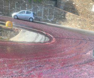 Fiume di uva a Montalcino: traffico rallentato