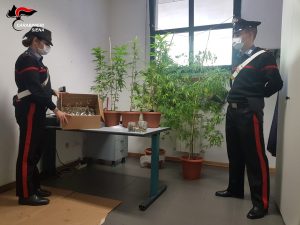 Lavorano come camerieri, arrotondano coltivando marijuana: scoperti dai carabinieri