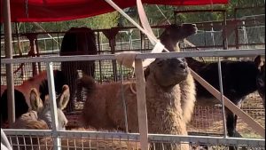 Isola d'Arbia: gli animali hanno fame, Coldiretti Siena dona fieno al circo