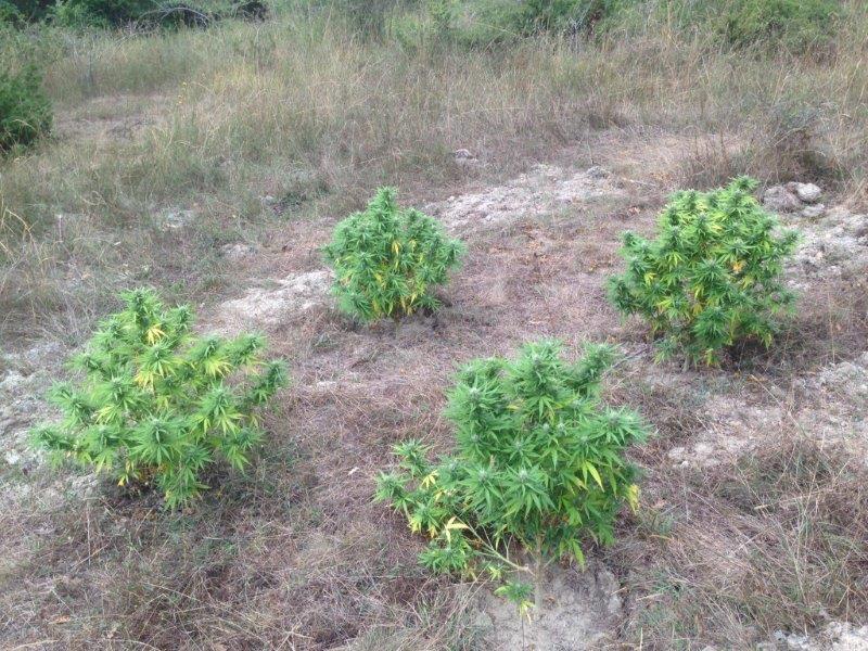 Periodo di infiorescenza per la marijuana: i Carabinieri aumentano i controlli