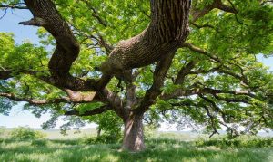 La Quercia delle Checche tra i siti delle Giornate FAI d'autunno