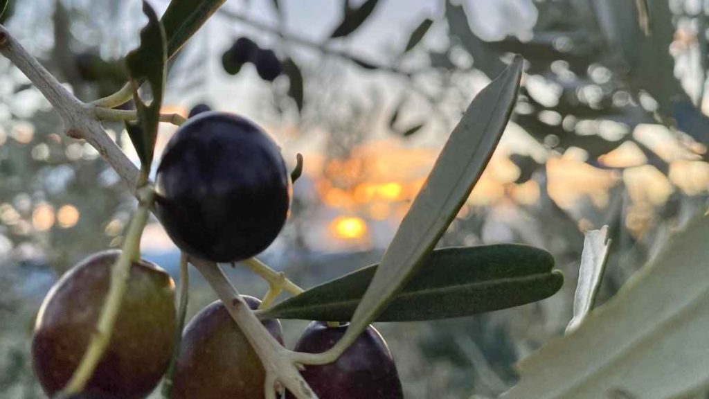 La Fondazione Siena Food Lab propone lunedì 14 luglio “Olivi felici”, un confronto sul futuro del comparto