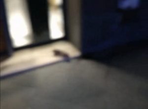 Un topo a passeggio per il Corso! (Video)