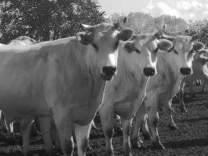 Nel Verde, oggi alle ore 14 si parla di razza chianina