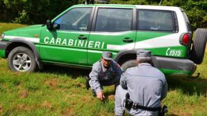 Carabinieri Forestali Siena: tagli boschivi, nel 2020 oltre 500 controlli