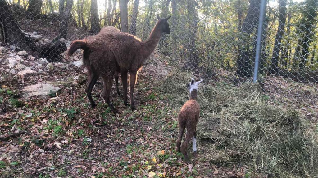 Catturati e messi in salvo i lama di Gaiole in Chianti
