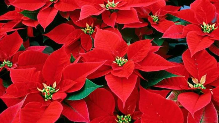 Stella di Natale: per 8 toscani su 10 il fiore simbolo delle festivit&agrave; &egrave; rosso