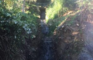 Montalcino, ripulito l'alveo di un corso d'acqua bloccato dalla vegetazione