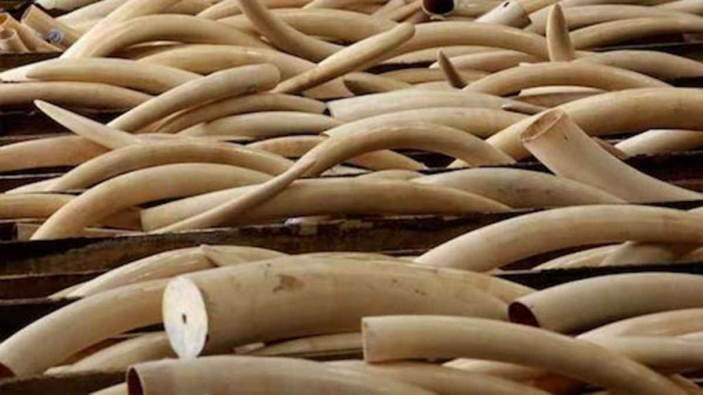 Operazione "Golden Tusks": 32 denunciati nel commercio dell'avorio
