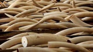 Operazione "Golden Tusks": 32 denunciati nel commercio dell'avorio