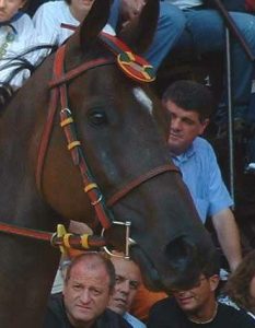 Palio, è morto il cavallo Altoprato