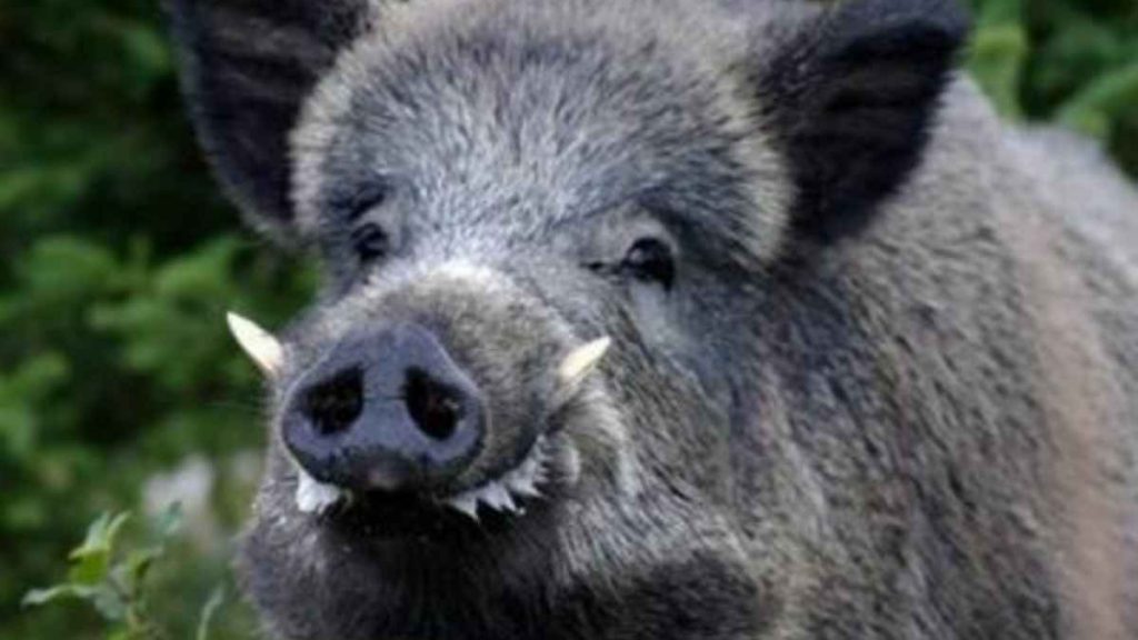 In due mesi abbattuti 2500 cinghiali in meno: la rabbia degli agricoltori