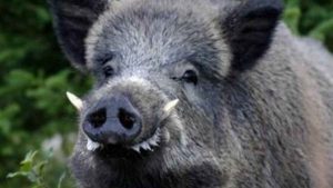 In due mesi abbattuti 2500 cinghiali in meno: la rabbia degli agricoltori