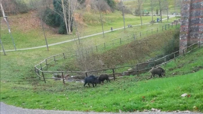 Cinghiali all'ex tiro a segno in Pescaia a pochi metri dai bambini