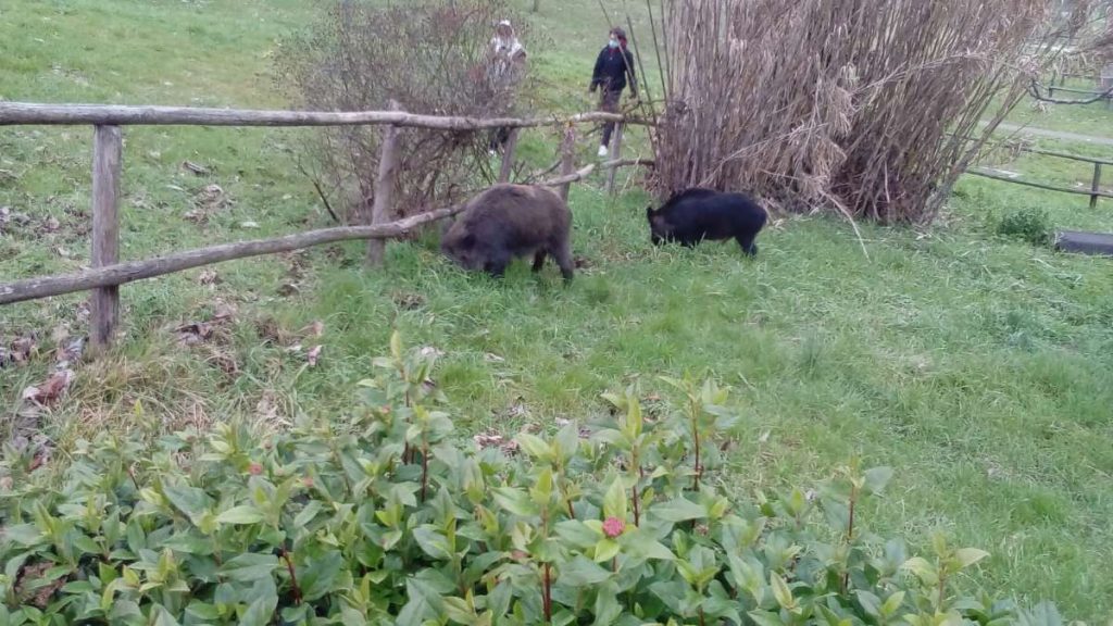 Contenimento ungulati, la Toscana rafforza le funzioni delle polizie provinciali