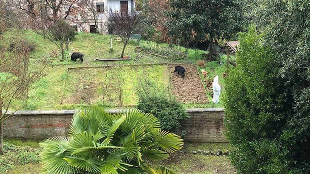 Siena, avvistati altri cinghiali a spasso intorno alle case