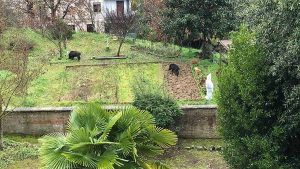 Siena, avvistati altri cinghiali a spasso intorno alle case