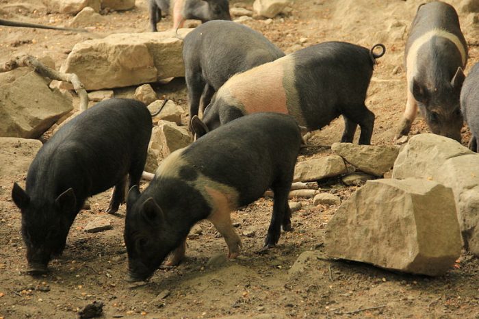 Crete senesi: rubati quindici maiali di cinta senese
