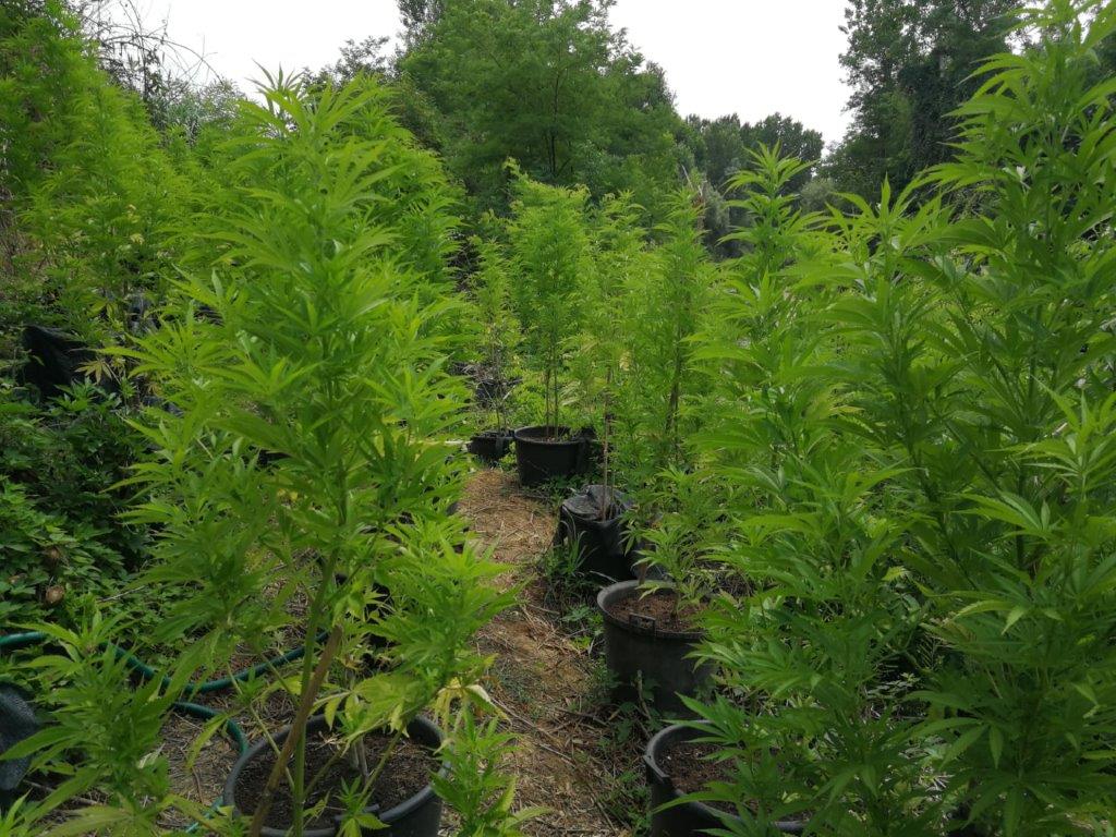 Guardia di Finanza di Siena scopre una vasta piantagione di marijuana