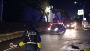 Colle di Val d'Elsa: crolla ramo di cipresso, tragedia sfiorata