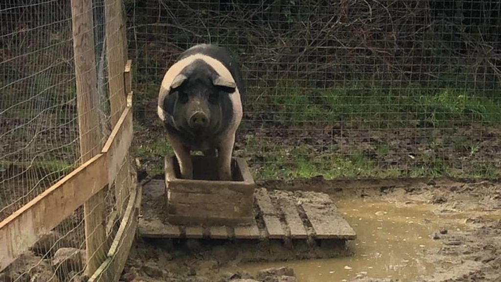 Senia, il maiale salvato dalla Polizia, è ora felice e in gran forma