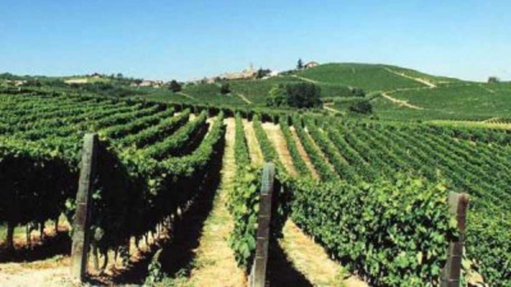 Vino, Baragli (Fedagripesca Toscana): "In Toscana perdita media del 30%"