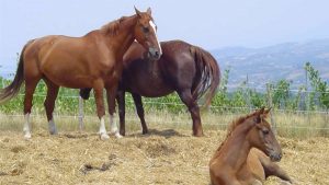 Italian Horse Protection, appello a Siena: "Aiutateci a trovare una nuova casa"