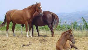 Siena: quantificati i contributi per ogni giornata di presenza dei cavalli da Palio ai lavori di addestramento