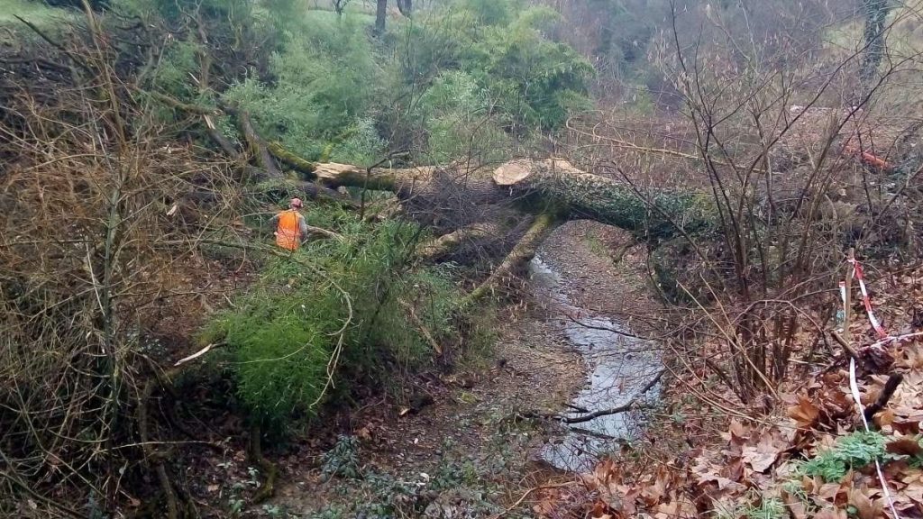 Viale dell'Artigianato, grossa quercia crolla nel fosso Ravacciano
