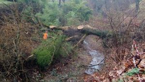 Viale dell'Artigianato, grossa quercia crolla nel fosso Ravacciano