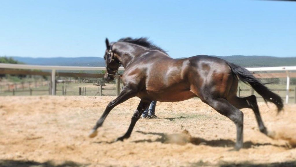 Toscana zona rossa, rinviate visite e attivit&agrave; di addestramento del Protocollo equino 2021