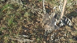 Caos caccia, Cia Siena: "Situazione ungulati in provincia di Siena &egrave; fuori controllo, ATC facciano il proprio dovere&raquo;