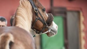 Palio: il programma delle visite per l’ammissione all’Albo cavalli 2021