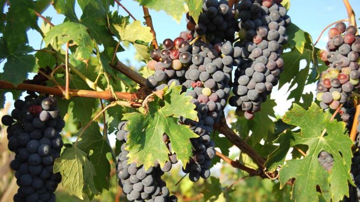 Vendemmia, Consorzio Vino Chianti: "Si preannuncia una grandissima annata, uva di alta qualit&agrave;"