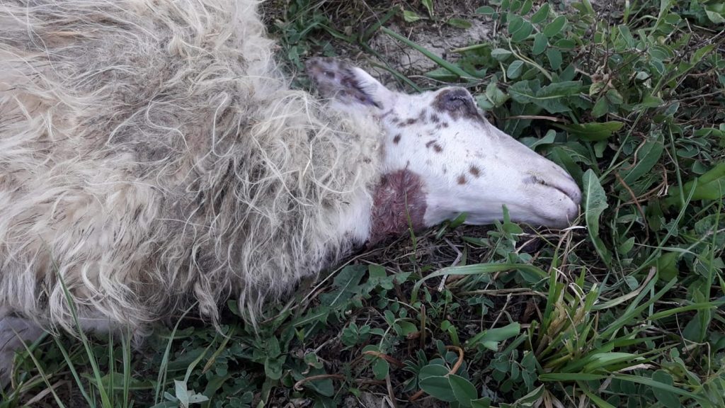Assalto dei lupi a Radi, sbranate tre pecore in pieno giorno