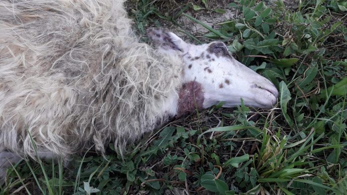 Assalto dei lupi a Radi, sbranate tre pecore in pieno giorno