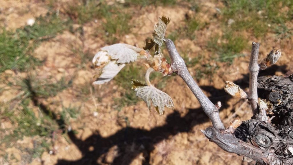 Coldiretti, allerta gelo: &ldquo;A rischio vino e ortofrutta delle terre di Siena&rdquo;
