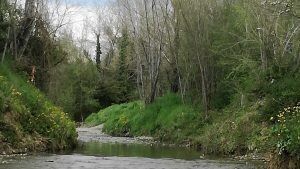 Alberi rischiano di cadere nel torrente Bozzone e provocare allagamenti, interviene il Consorzio di Bonifica