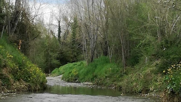 Alberi rischiano di cadere nel torrente Bozzone e provocare allagamenti, interviene il Consorzio di Bonifica