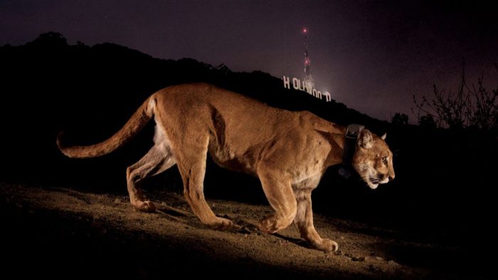 Siena Awards 2021: il protagonista sar&agrave; Steve Winter con i suoi "Big Cats"