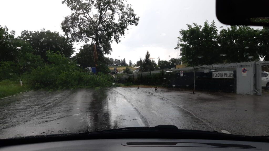 Strada di Renaccio, crolla un albero