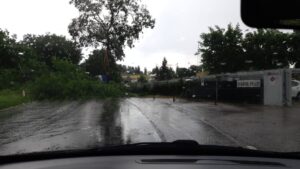 Strada di Renaccio, crolla un albero