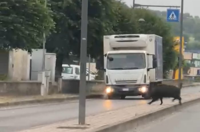 Siena, grosso cinghiale "a spasso" per Massetana