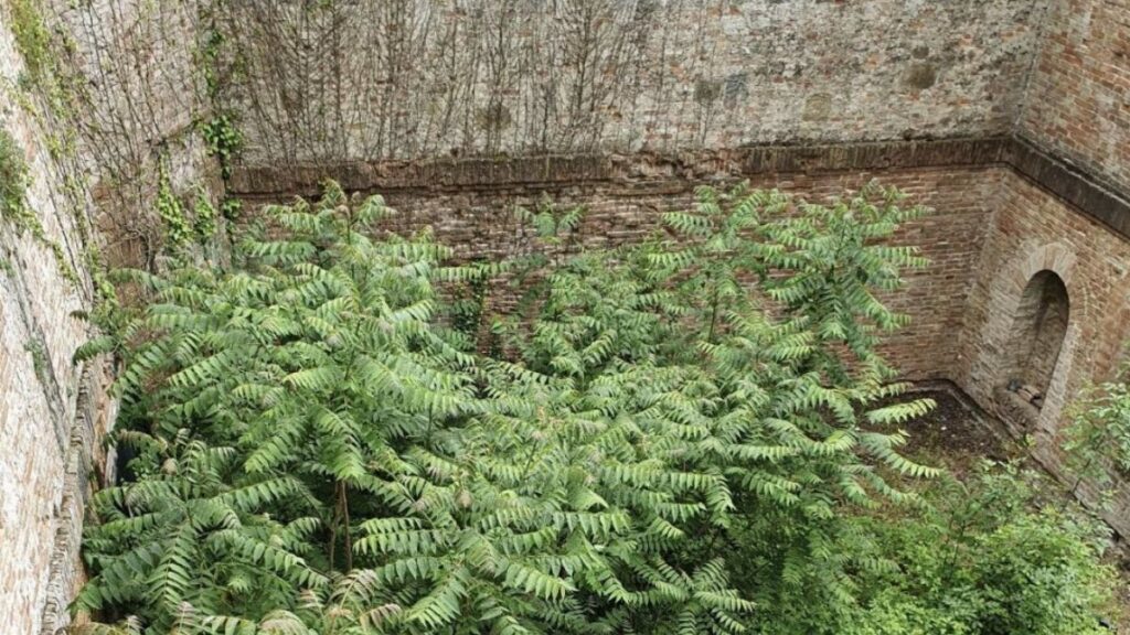 Sena Civitas: "Nonostante l'evento Vivi Fortezza un degrado incredibile dei bastioni"